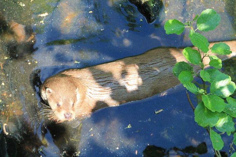 Fischotter im Wasser, mit Kopf an der Oberfläche