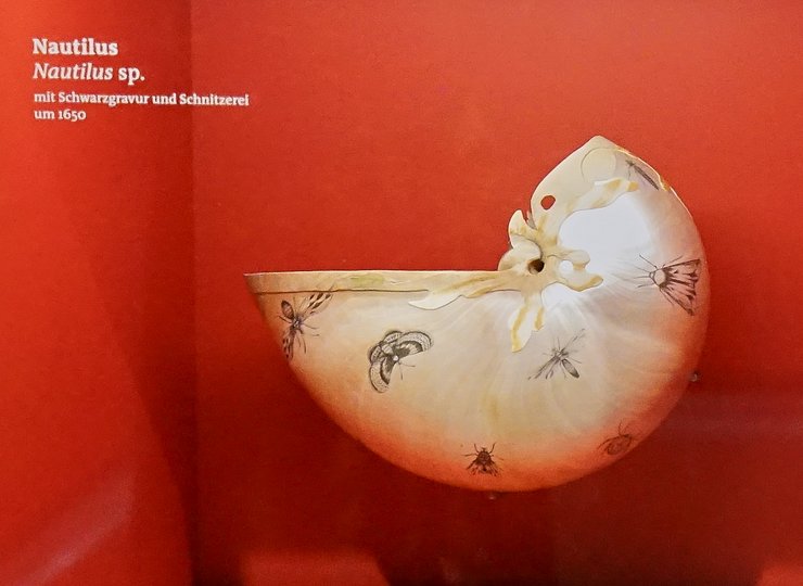 Man sieht eine verzierte Nautilus-Muschel.