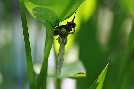 Eine Libelle unter einem Blatt.
