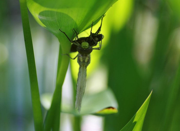 Eine Libelle unter einem Blatt.