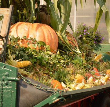 Jedes Jahr werden anlässlich des Gifhorner Erntedankfests Wagen geschmückt. (Bildrechte: Sina Duckstein)