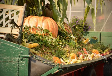 Jedes Jahr werden anlässlich des Gifhorner Erntedankfests Wagen geschmückt.