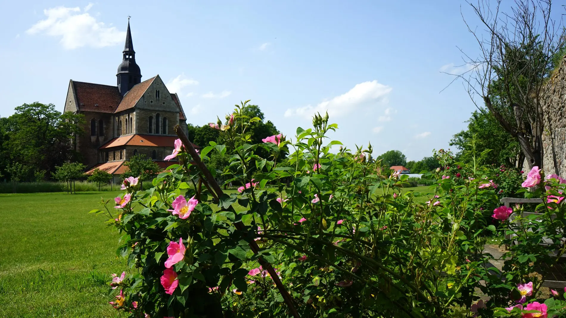 Durch die Blume: Blick von Pfarrer Knoblauchs Lieblingsbank zur Klosterkirche