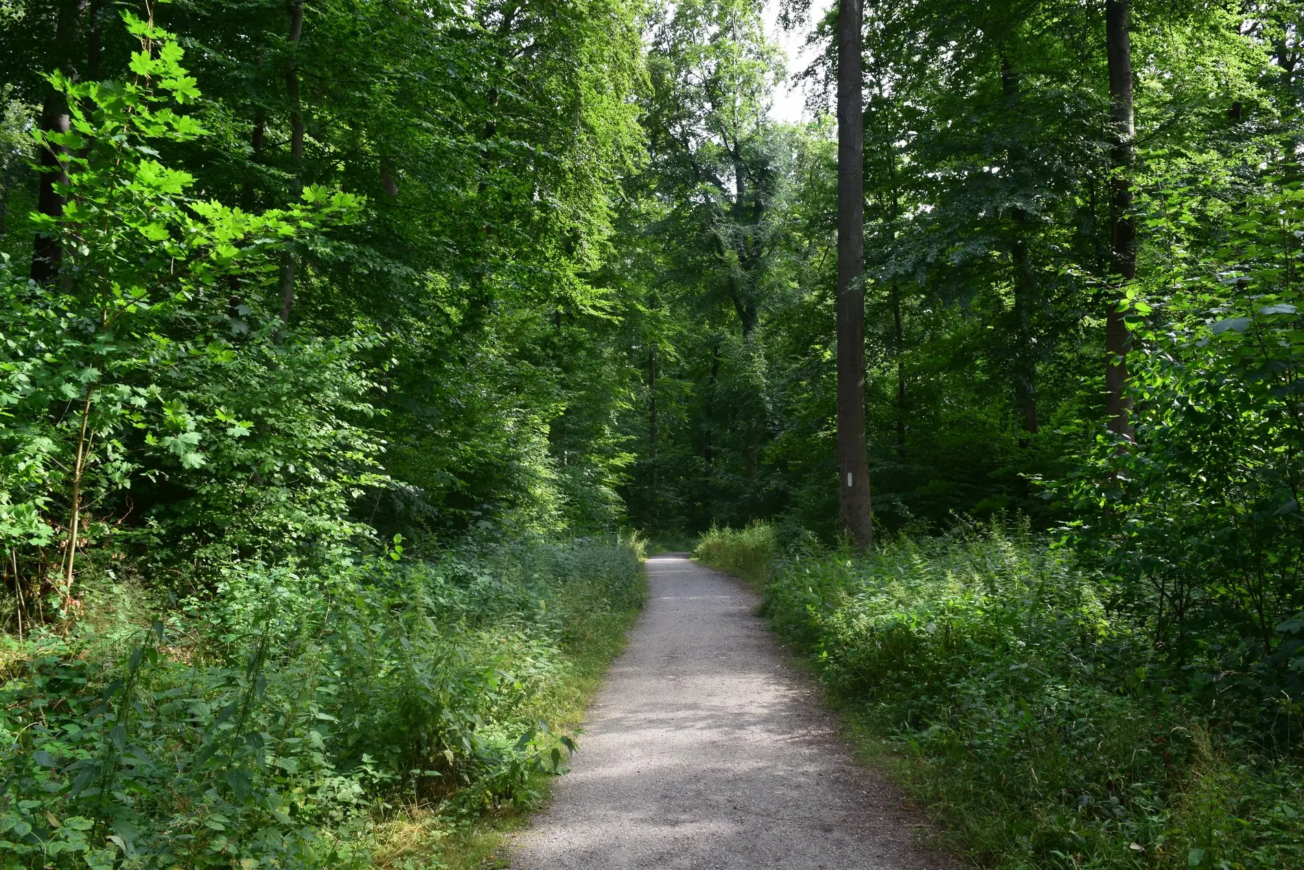 Ein bequemer Weg durch lichte Buchenwälder.