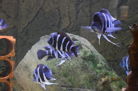 Malawi-Buntbarsche im Aquarium