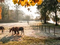 Pferde in Peine (Bildrechte: Christian Bierwagen)