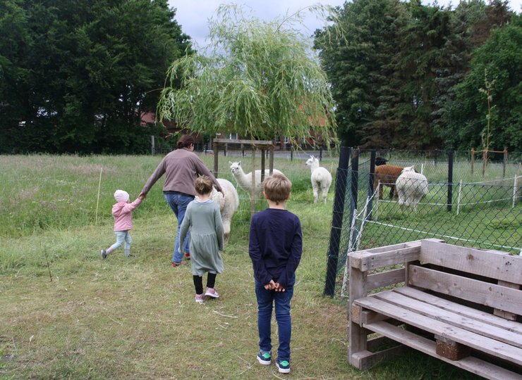 Eine Frau und mehrere Kinder gehen auf eine Gruppe Alpakas zu.