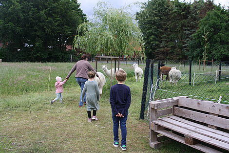 Eine Frau und mehrere Kinder gehen auf eine Gruppe Alpakas zu.