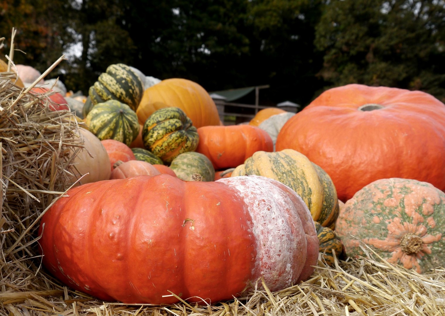 Auf den Herbstfesten ein Renner: Kürbisse aller Art.