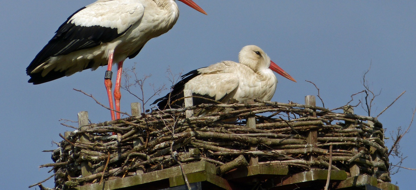 Ein Storch auf seinem Nest.