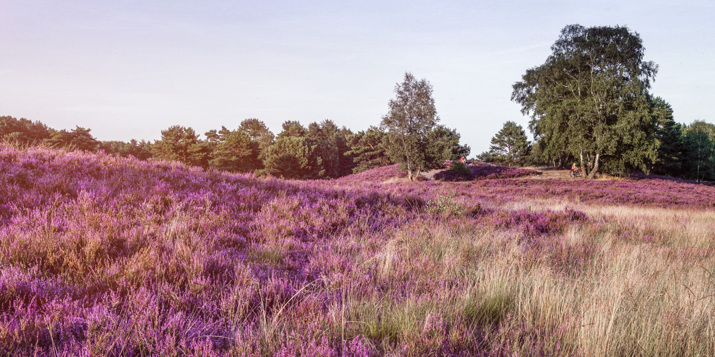 Blühende Heide