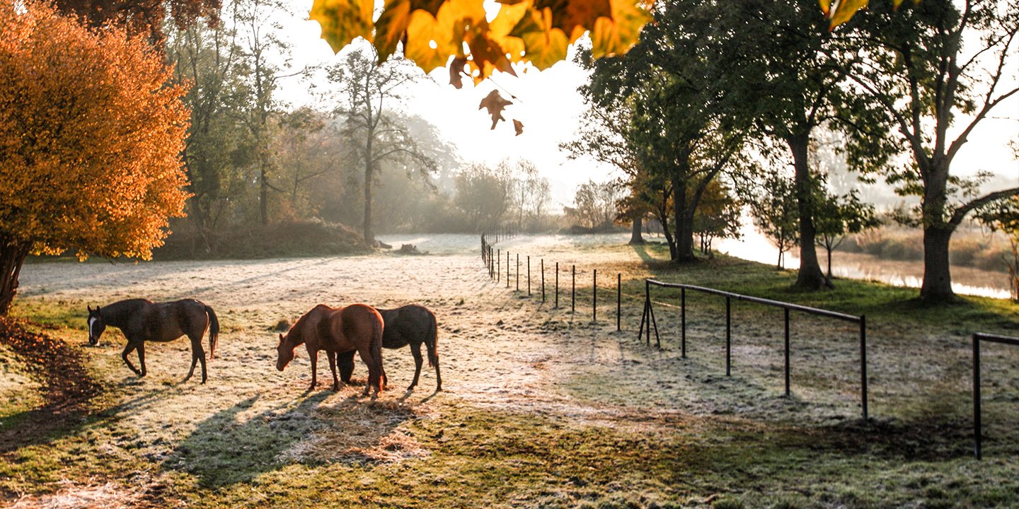 Pferde auf der Koppel im Morgengrauen