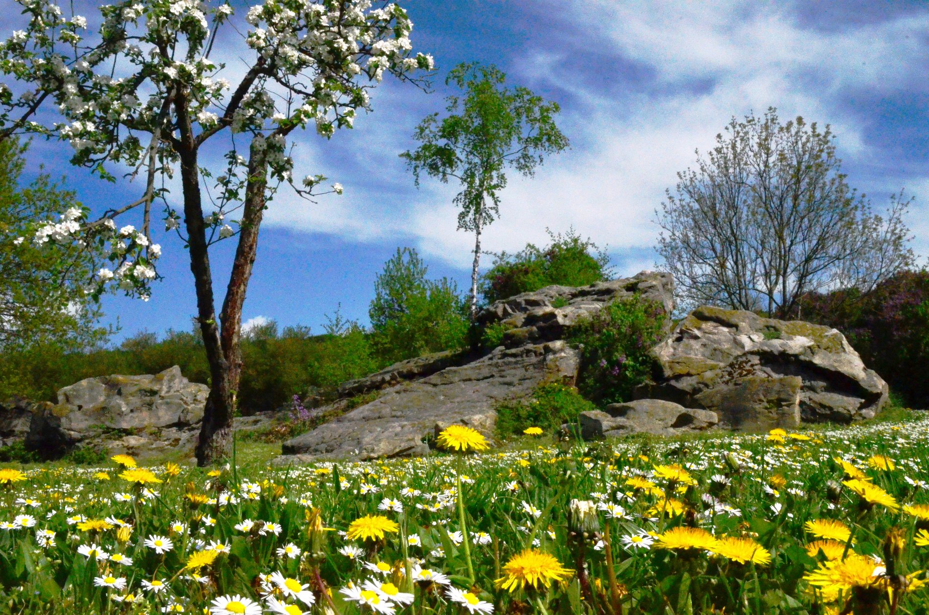 Grüne Wiesen, gelbe Blumen und blauer Himmel: der Höhenzug Dorm bei Groß Steinum im Kreis Helmstedt.