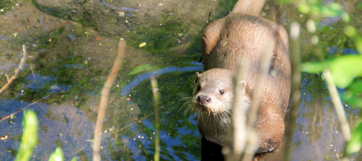 Ein Fischotter steht im Wasser