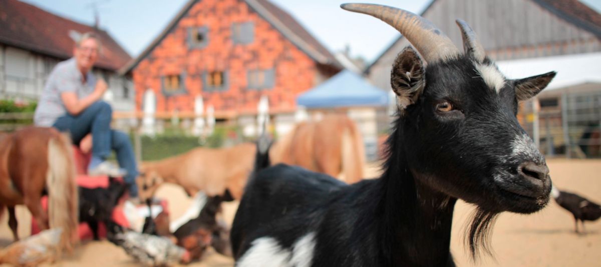 Schwarze Ziege im Hintergrund die anderen TieSchwarze Ziege schaut in Kamera, die anderen Tiere vom Dorfcafé im Hintergrundre vom Dorfcafé