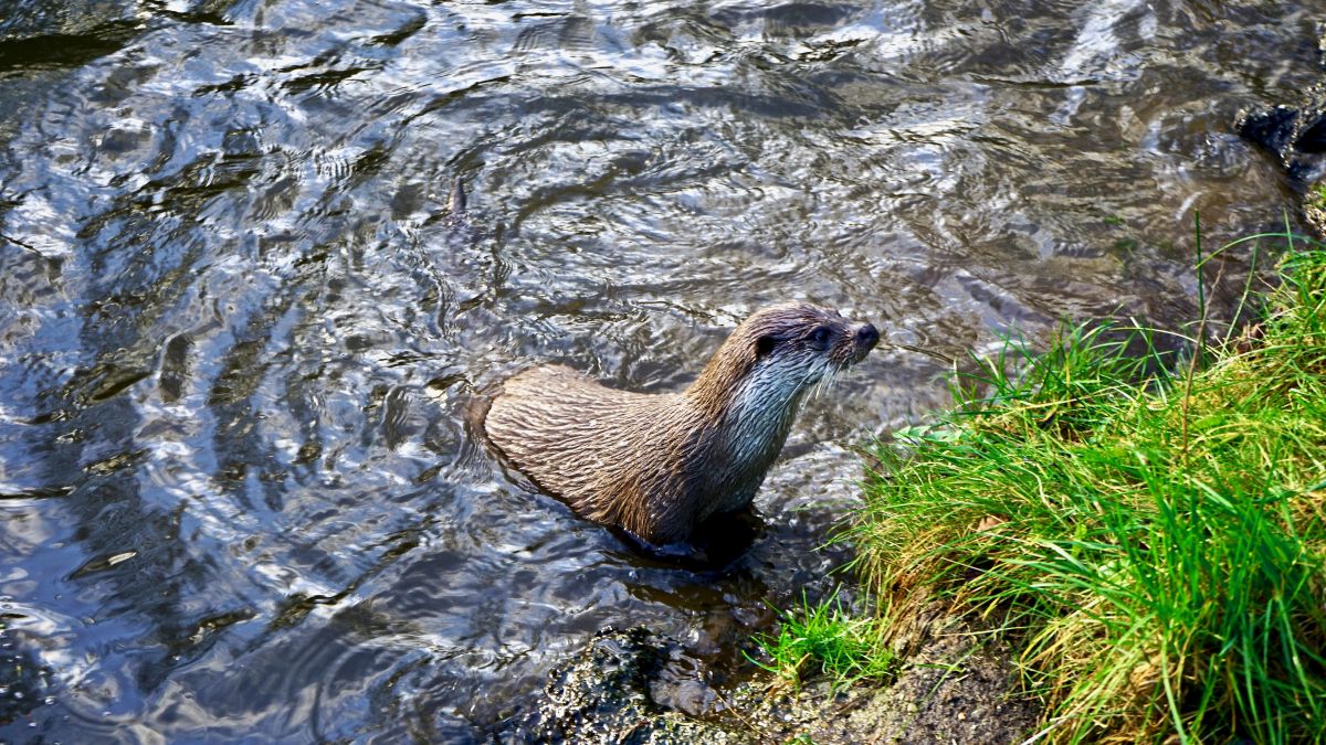 Warten auf einen Fischhappen. -Foto: Beate Ziehres