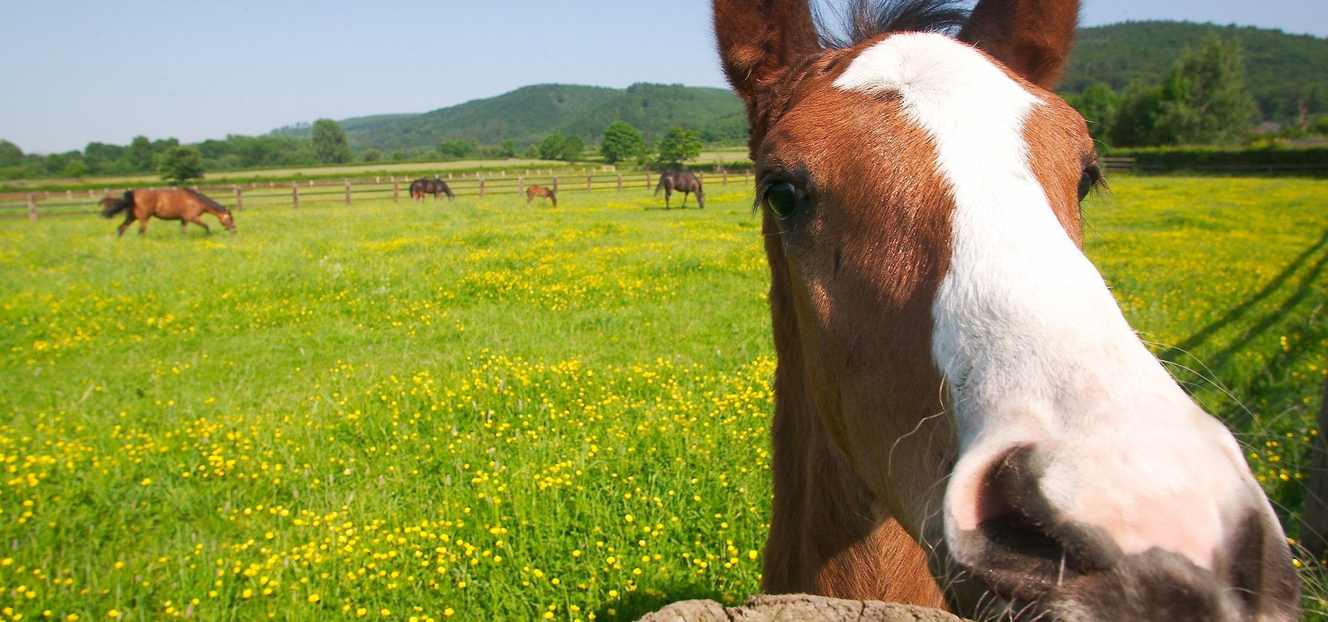 Ein Pferd steht auf der Weide