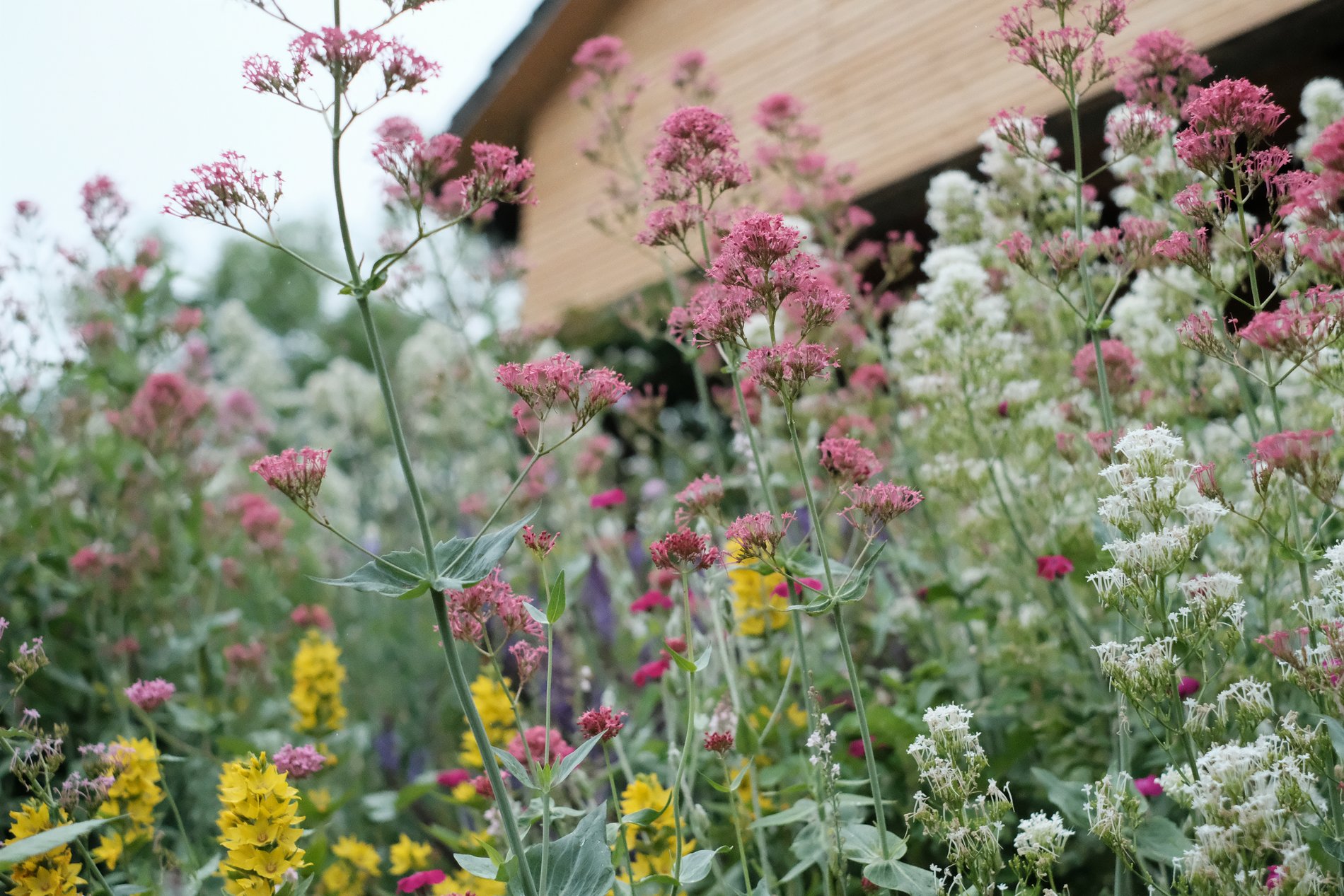 Pflanzen und Insekten vor einem Haus.