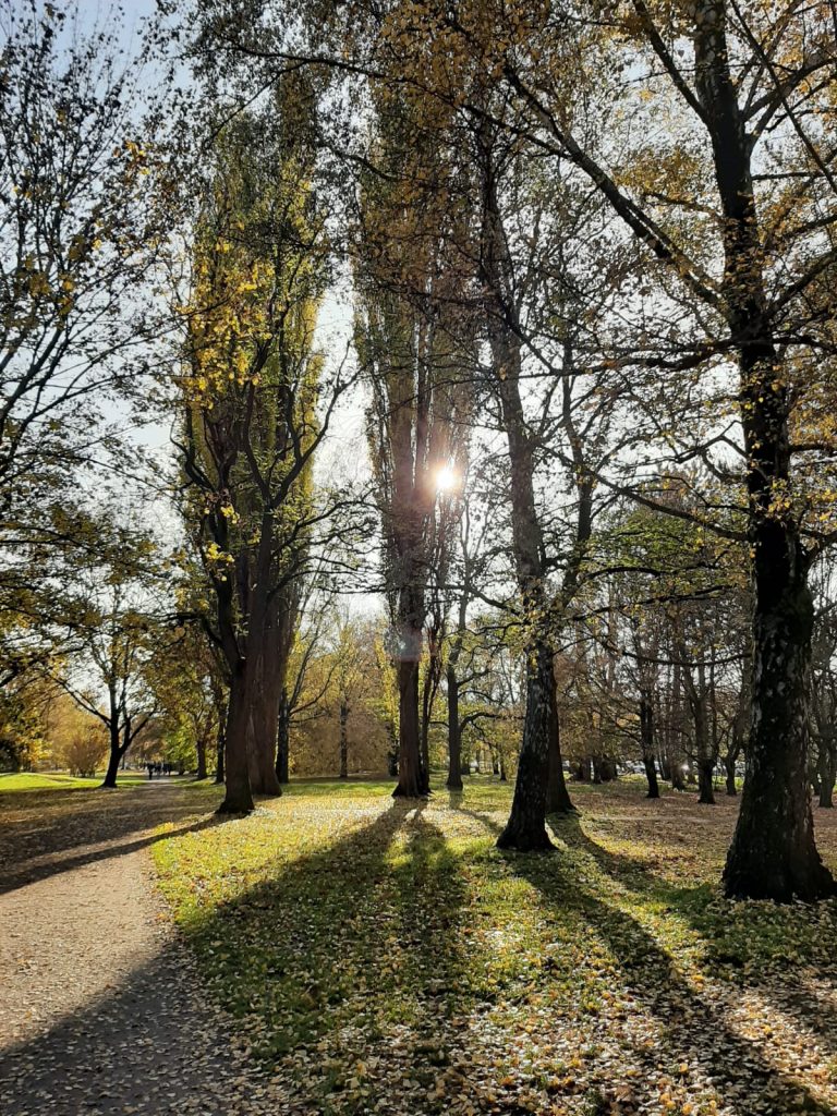 Bäume in einer Parkanlage.