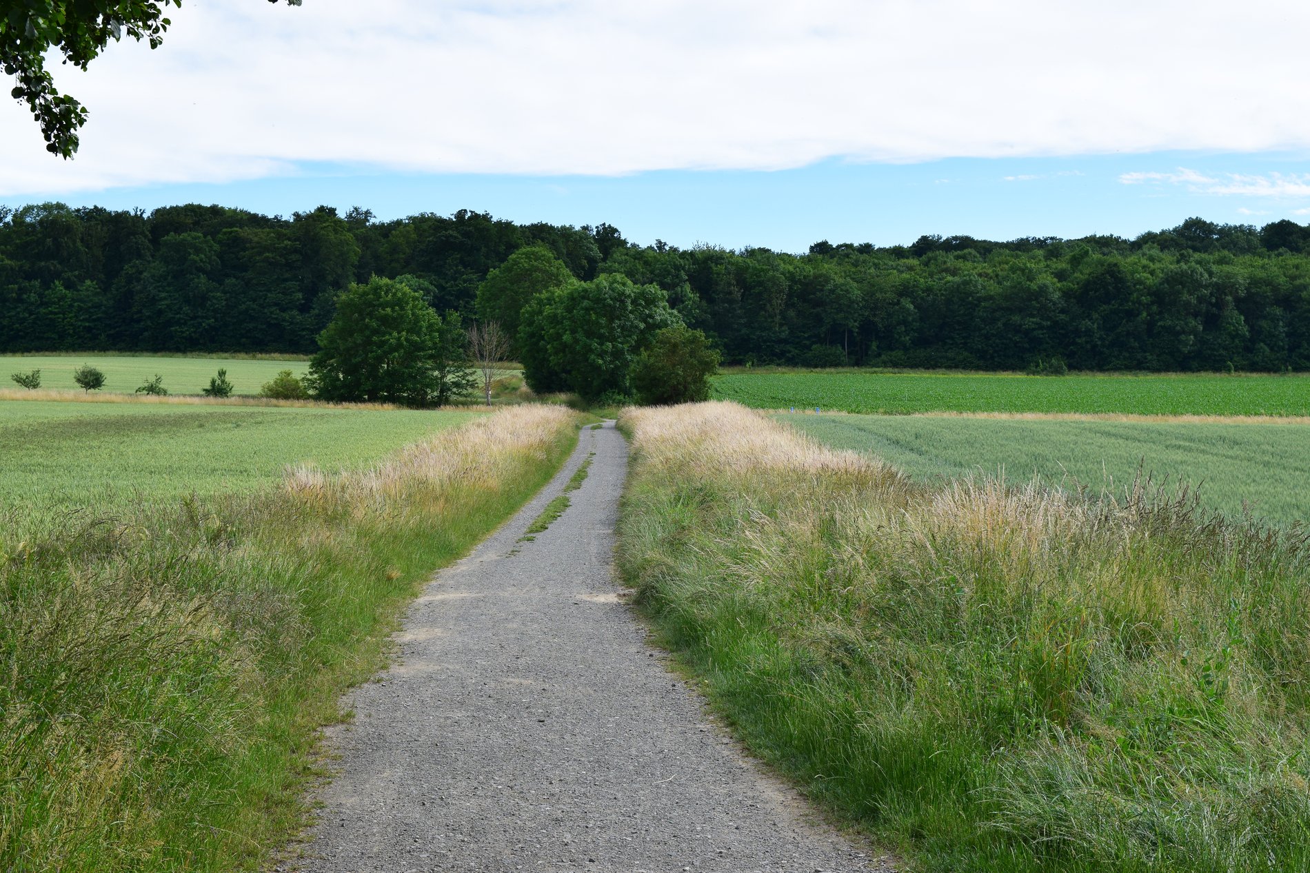 Ein Weg führt übers Feld in einen Wald hinein.