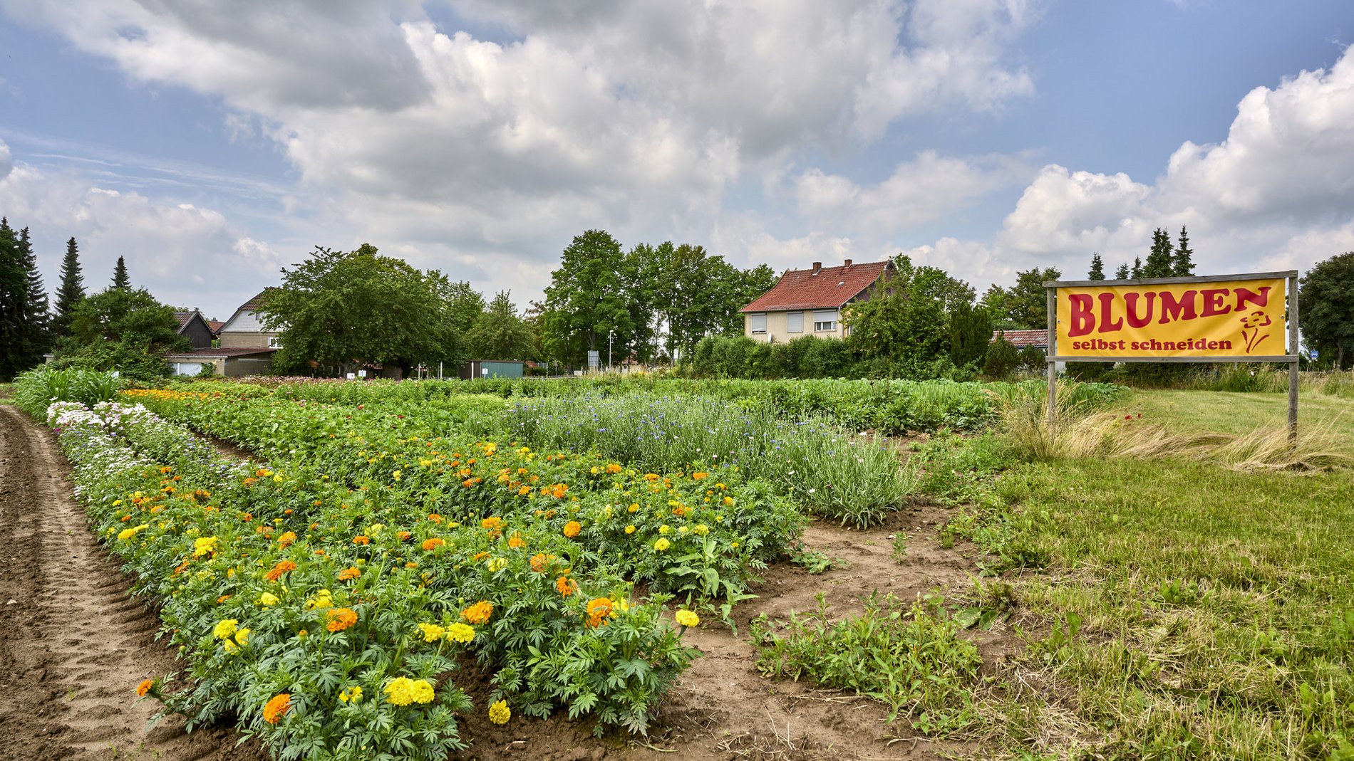 Hier ist die Auswahl für einen individuellen Blumenstrauß zum selber pflücken groß. 