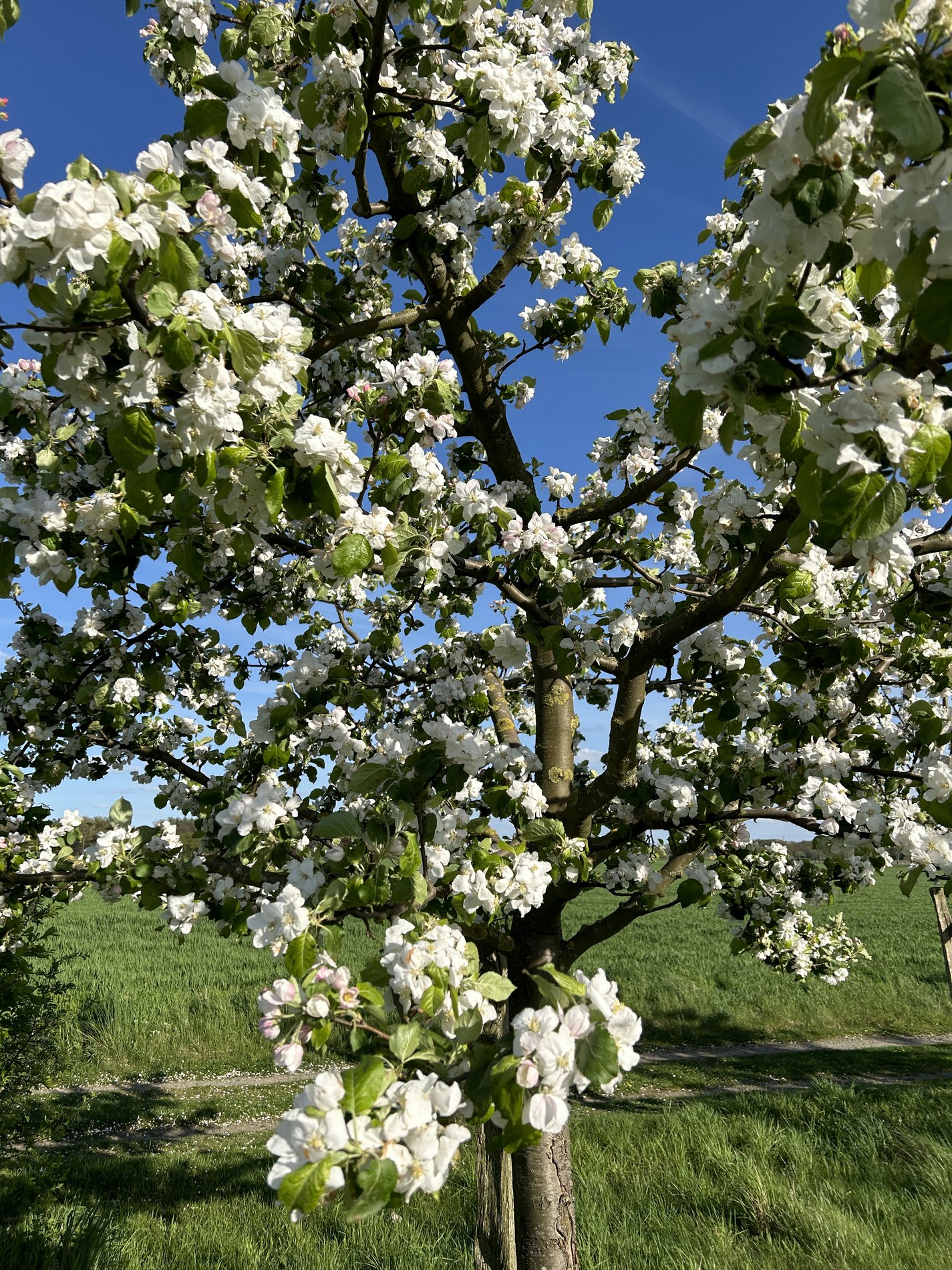 Eine Streuobstwiese bietet meistens alte und regionale Sorten zum selber pflücken.