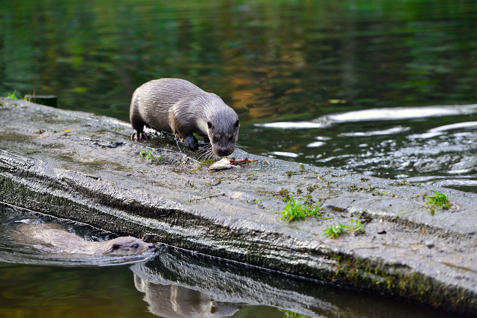 Ein Fischotter verspeist einen Fisch. 